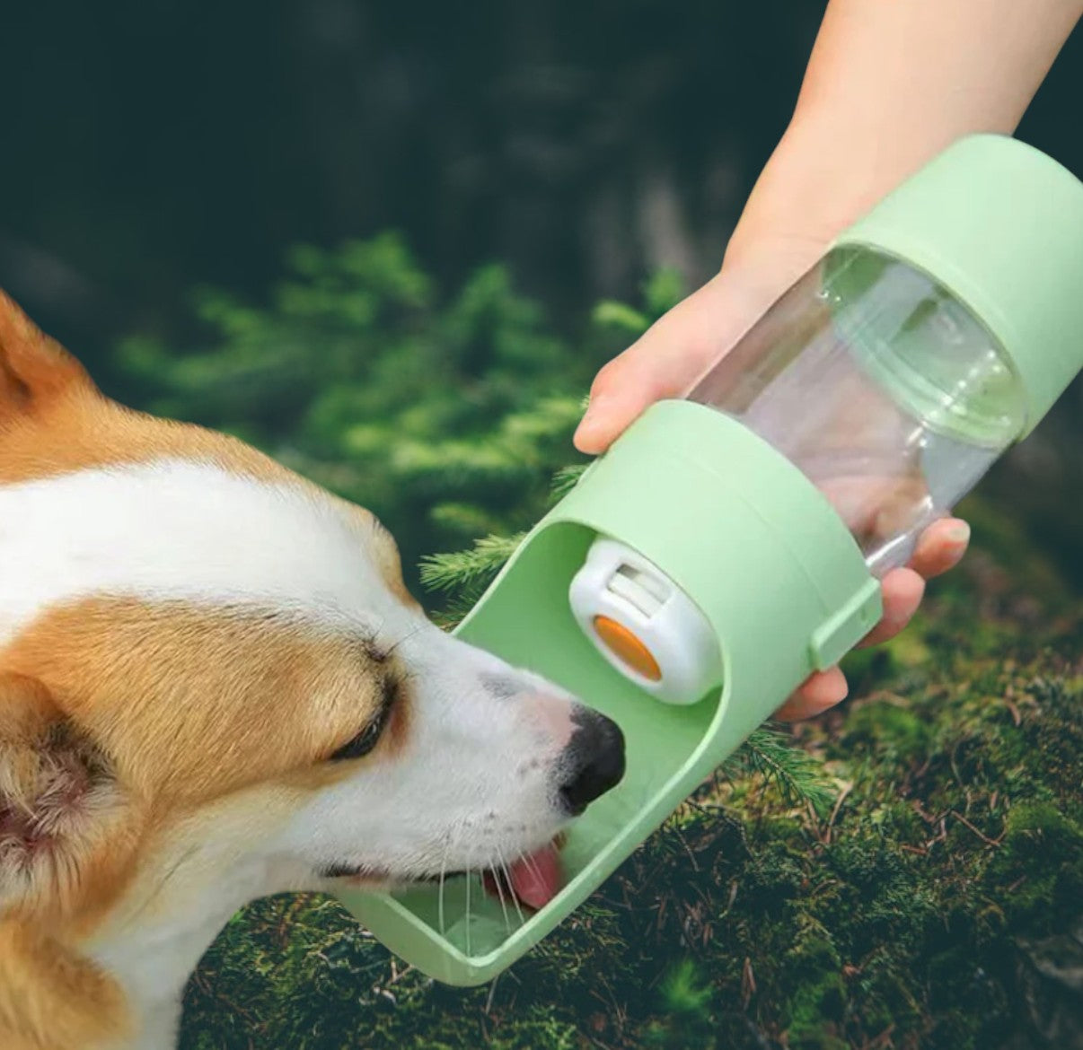 Dog drinking water from a portable green pet water bottle outdoors in a natural setting